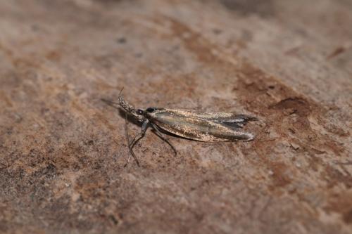 Réf. 195 297 : Pleurota sp.